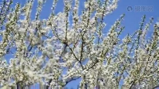 苹果树春天白花视频