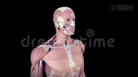 人体肌肉系统视频