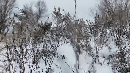 白雪皑皑的冬季自然景观视频