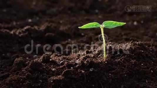 花园里的年轻植物视频