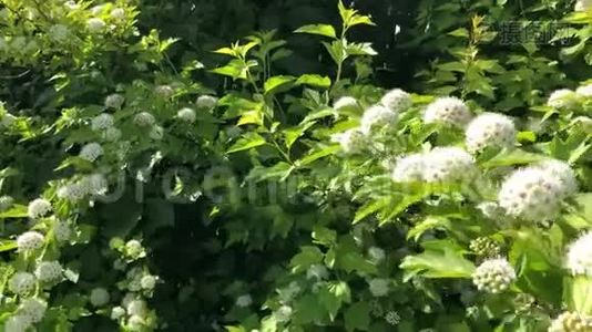 盛开的白色野花.视频