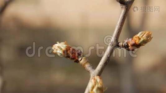 盛开的大树遮住了夕阳视频