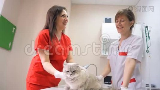女兽医在诊所检查猫视频