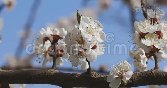 早春盛开的杏花.视频