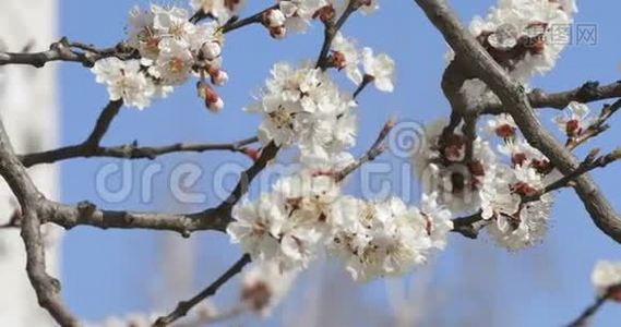 早春花开杏枝.. 晴天视频