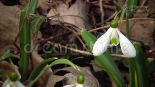 视频滑块。 在提利古河口的斜坡上，`的雪花，更大的野雪。视频