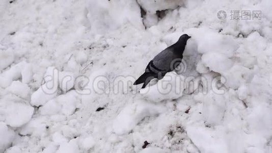阴天冬天鸽子啄雪.. 鸽子在找食物。视频