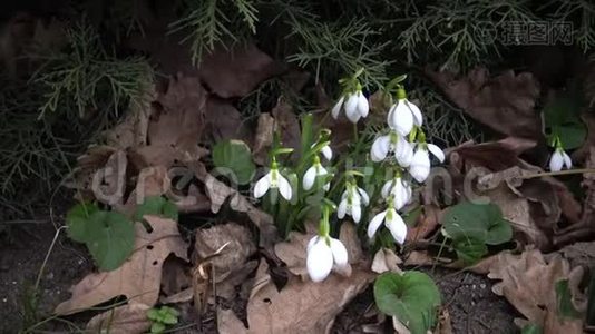 视频滑块。 在提利古河口的斜坡上，`的雪花，更大的野雪。视频