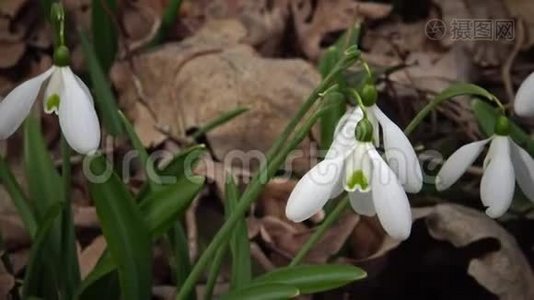 视频滑块。 在提利古河口的斜坡上，`的雪花，更大的野雪。视频