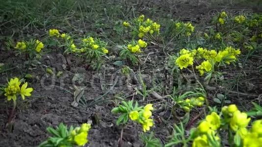 视频滑块。 裸子植物-昙花一现的花，野生黄色的初花。 从乌克兰红皮书中难得看到。视频