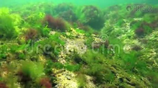 海上光合作用，水下景观.. 绿藻、红藻和褐藻在水下岩石中的浒苔、乌尔巴、铈，视频
