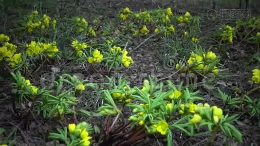 视频滑块。 裸子植物-昙花一现的花，野生黄色的初花。 从乌克兰红皮书中难得看到。视频