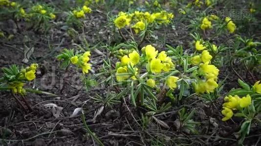 视频滑块。 裸子植物-昙花一现的花，野生黄色的初花。 从乌克兰红皮书中难得看到。视频