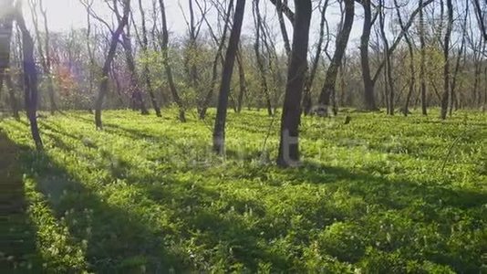 美丽的阳光明媚的春天森林视频