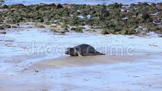 加州海狮和海豹很容易在美国的许多海滩上发现。 太平洋港口海豹，大象海豹和视频