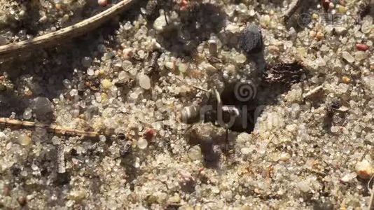 黑蚁在蚁穴周围的沙滩上行走视频
