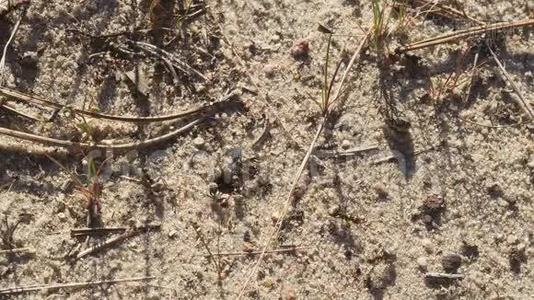 黑蚁在蚁穴周围的沙滩上行走视频