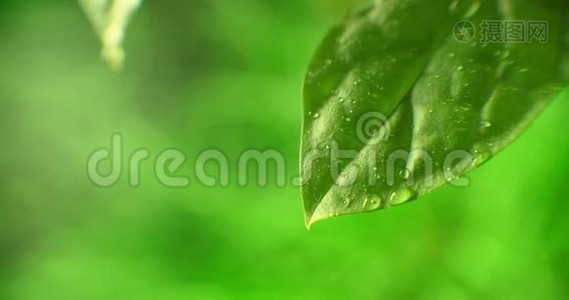 宏观的。 水滴。 水滴叶环保平衡绿色自然。 早晨的露水滴在叶子上视频