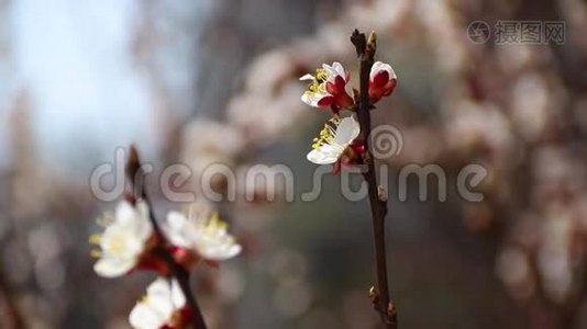 杏树上的蜜蜂采花粉。视频