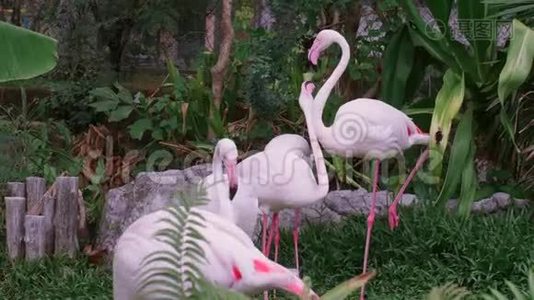 动物园的粉红火烈鸟群看镜头，许多美丽的火烈鸟视频