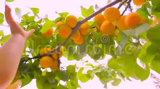 夏季风日成熟杏枝。 小婴儿的手伸到多汁的杏树上。 收获视频