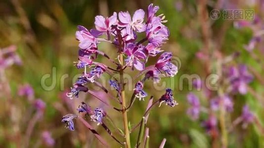 大黄蜂花蜜多山.视频