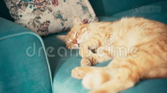 美丽的红猫，在阳光明媚的日子里躺在蓝色的沙发上打盹。视频
