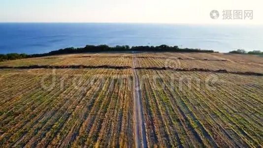 在农田里沿着土路飞行。 这条路通向大海。 在田野上一排排收获的植物视频