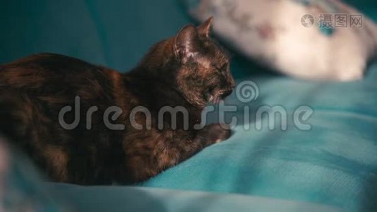 美丽的混色猫，在晴天躺在蓝色沙发上..视频