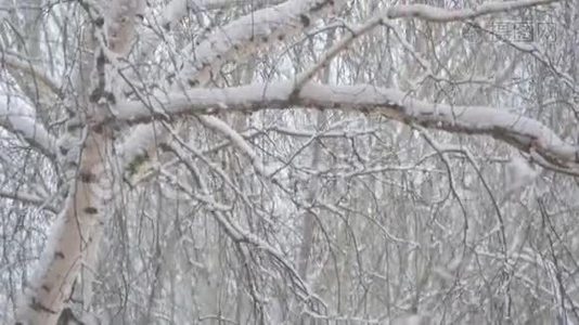 雪落在白雪覆盖的桦树枝上视频