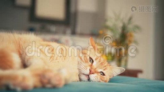 美丽的红猫，在阳光明媚的日子里躺在蓝色的沙发上打盹。视频