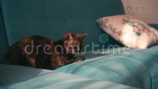 美丽的混色猫，在晴天睡在蓝色沙发上..视频