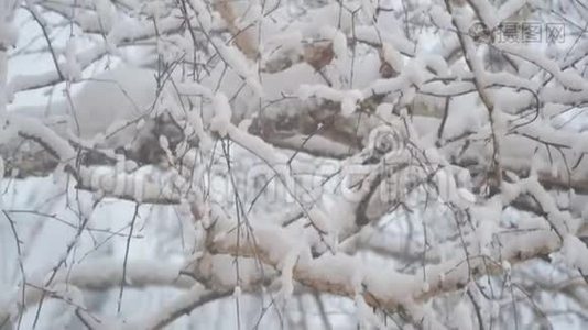 雪落在白雪覆盖的桦树枝上视频