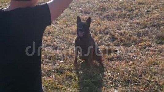 德国牧羊犬坐在草地上，根据驯兽师的命令吠叫视频