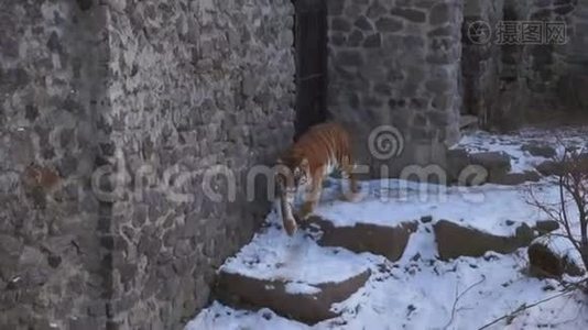 一只老虎穿过一个动物园里覆盖着雪的鸟舍。视频