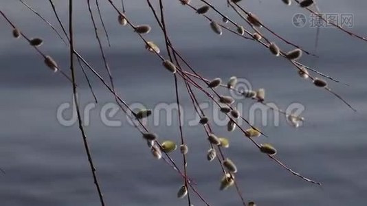 柳枝在湖面上摇摆视频