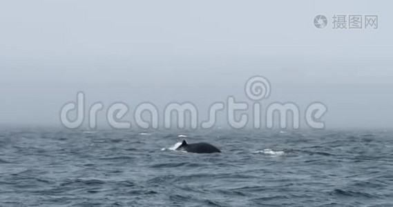 驼背鲸潜水并炫耀它的尾巴视频