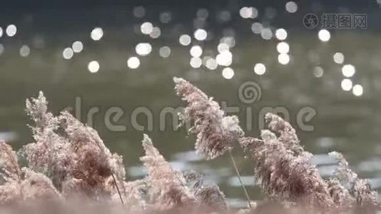 芦苇在湖的背景下慢慢地随风飘荡视频