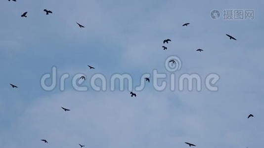 一群乌鸦在蓝天上美丽地缓慢地飞翔视频