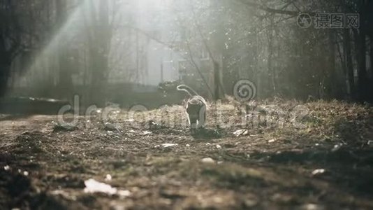 一只漂亮的猫在地上朝镜头走去。 凉爽的黄昏灯光视频