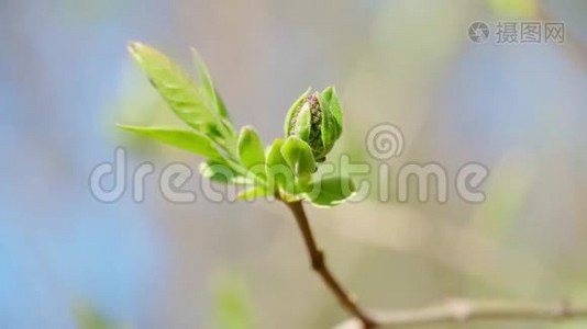 树上春蕾，盛开的嫩叶，明媚的春景，美丽的背景视频