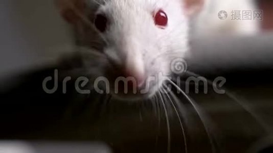 公寓里一只白色白化鼠的特写镜头视频
