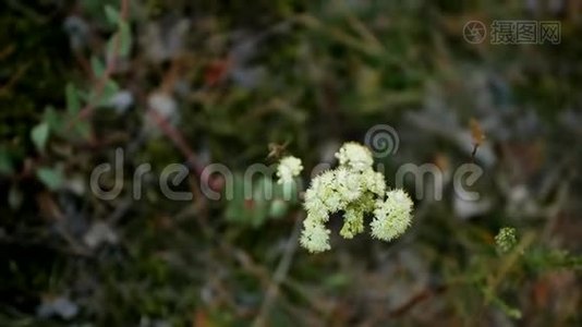 一只野生蜜蜂在耶罗花周围飞来飞去，采集花粉花蜜视频