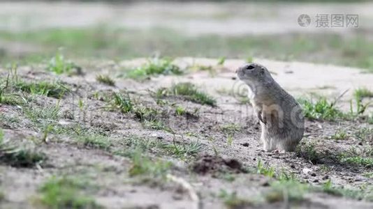 地松鼠雪铁龙在其自然栖息地视频