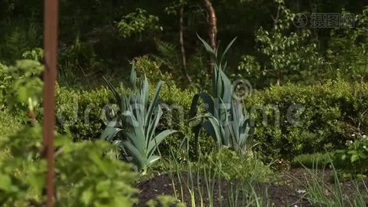 花园里高大的芦苇和植物视频