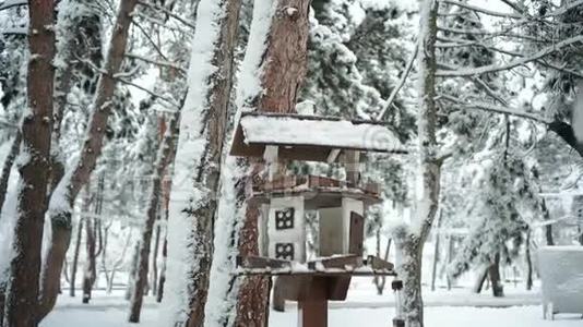 在寒冷的森林或公园里，在寒冷的雪冬里，有一个很好的木制鸟舍或送鸟器或飞鸽视频