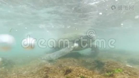 4k水下视频平静的海浪摇晃着生活在野生动物中的大绿海龟视频