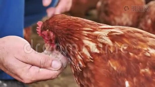一个人在一个有机农场喂鸡，鸡正在吃人手里的食物视频