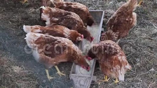 几只鸡在围栏后面的农场里吃东西，有机农场的概念和健康概念视频