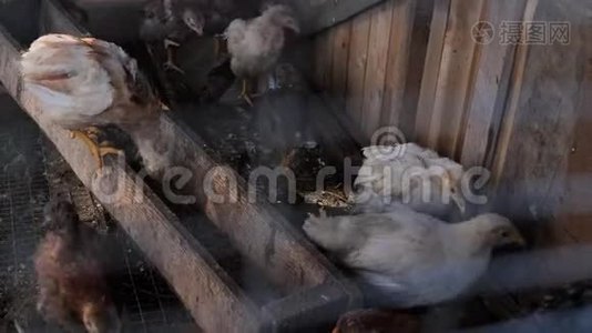 一只鸡舍和几只鸡在里面吃和走视频